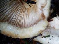 Löwengelber Milchling, Foto 6