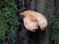 Löwengelber Porling, Foto 16