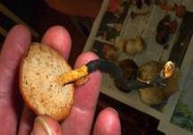Löwengelber Porling, Foto 24