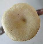 Löwengelber Porling, Foto 25
