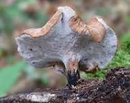 Löwengelber Porling, Foto 27