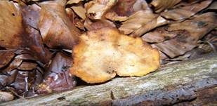 Löwengelber Porling, Foto 34