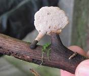 Löwengelber Porling, Foto 10