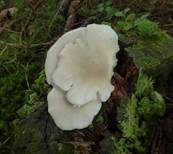 Lungenseitling, Foto 15