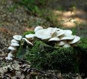 Lungenseitling, Foto 23