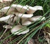 Lungenseitling, Foto 32