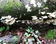 Lungenseitling, Foto 36