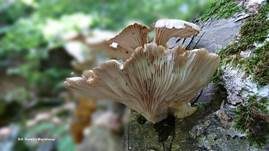 Lungenseitling, Foto 38