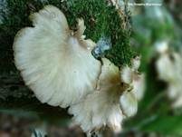 Lungenseitling, Foto 39