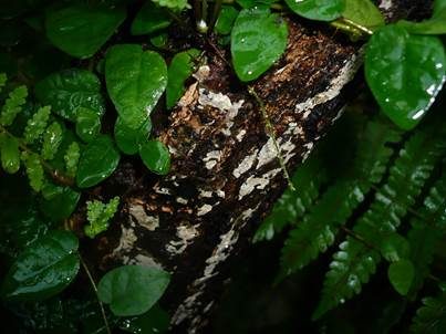 Macouns Rindenpilz, Foto 3