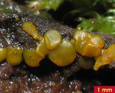 Madensporiges Knopfbecherchen, Foto 3