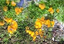 Madensporiges Knopfbecherchen, Foto 12