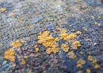 Madensporiges Knopfbecherchen, Foto 8