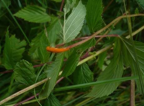 Mädesüß-Rostpilz, Foto 3