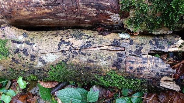 Mährische Kohlenbeere, Foto 3