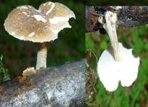 Maiporling, Foto 23