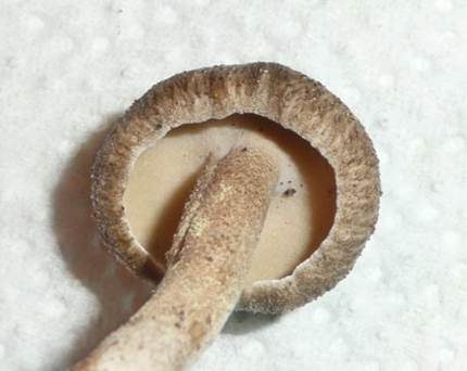 Maiporling, Foto 5
