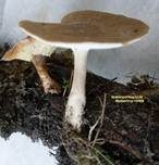 Maiporling, Foto 33