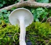 Maiporling, Foto 41