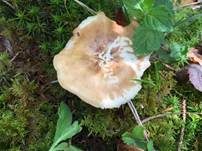 Maiporling, Foto 43