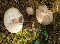 Maiporling, Foto 51