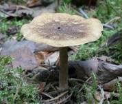 Maiporling, Foto 10