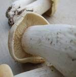 Mairitterling, Foto 12