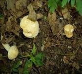 Mairitterling, Foto 33
