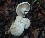 Mairitterling, Foto 6