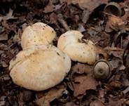 Mairitterling, Foto 45