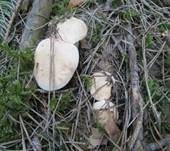 Mairitterling, Foto 57