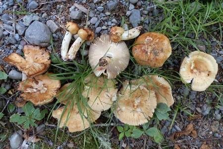 Mandeltäubling, Foto 4