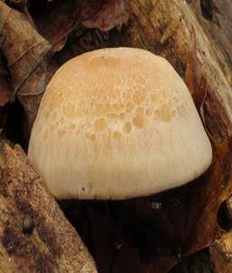 Marmorierter Holzrasling, Foto 5