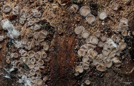 Marmoriertes Weißspitz-Haarbecherchen, Foto 3