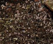 Marmoriertes Weißspitz-Haarbecherchen, Foto 6