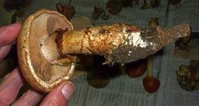 Marzipanfälbling, Foto 8