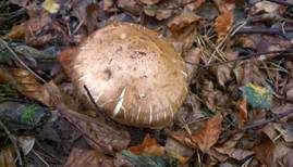 Marzipanfälbling, Foto 9