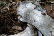 Märzschneckling, Foto 32