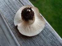 Märzschneckling, Foto 40