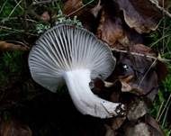 Märzschneckling, Foto 6