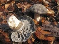 Märzschneckling, Foto 51