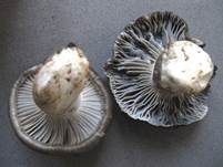 Märzschneckling, Foto 55