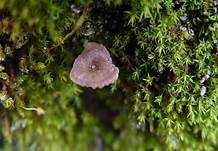Mauernabeling, Foto 7
