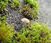 Mauernabeling, Foto 8