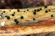 Maulbeerkugelpilz, Foto 10