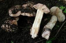 Maulwurfegerling, Foto 7