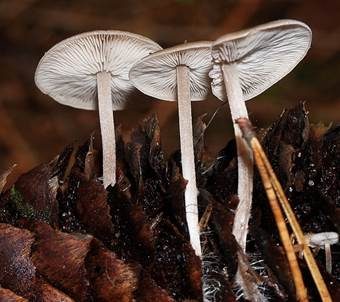 Mäuseschwänzchen, Foto 2