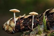 Mäuseschwänzchen, Foto 19
