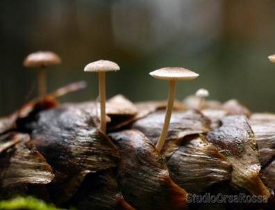Mäuseschwänzchen, Foto 4