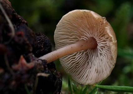 Mäuseschwänzchen, Foto 5